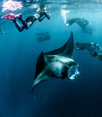 Manta Ray Night Snorkel - The Wild Traveler | Teen Adventure Travel